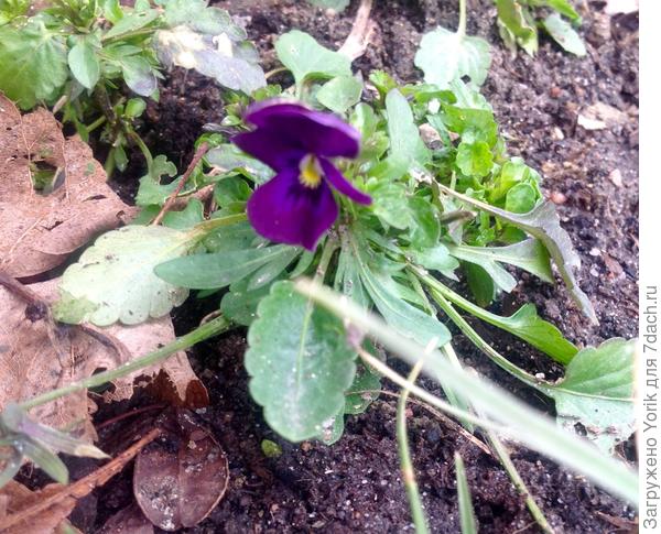 Круглогодично цветущая виола