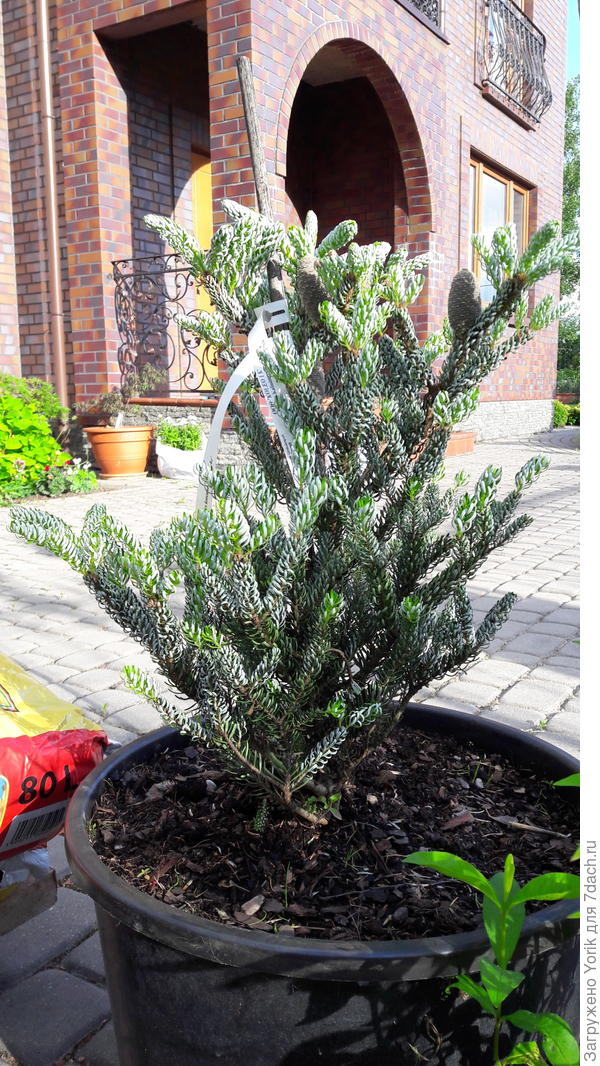 Вот в таком виде она въехала в свои будущие владения