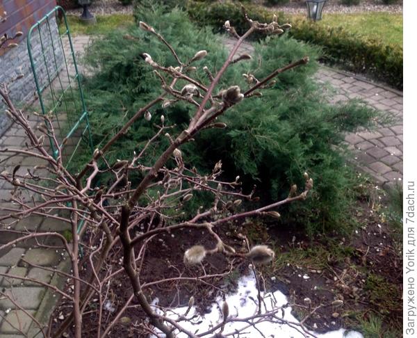Магнолия "проснулась". В середине апреля будет вся такая нарядная, в белом  цвете и без листвы