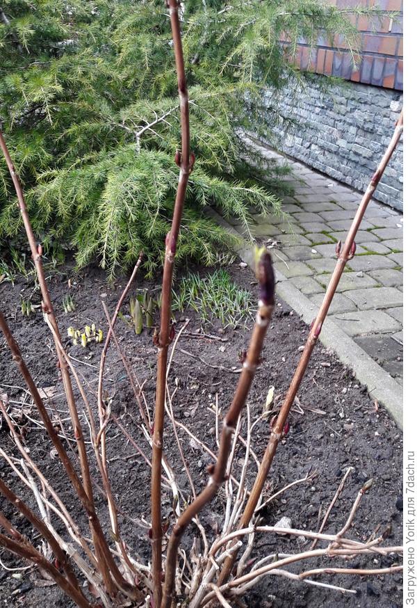 И гортензия начинает просыпаться