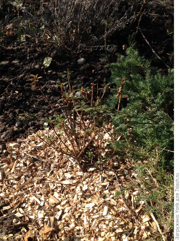 Вот прошлогодний новосёл &quot;карликовый&quot; рододендрон