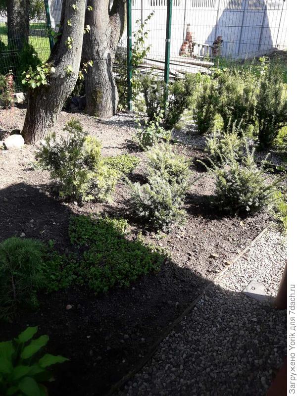 Вот наш &quot;черновик&quot;.  По одному из этих деревьев пойдёт черешковая гортензия