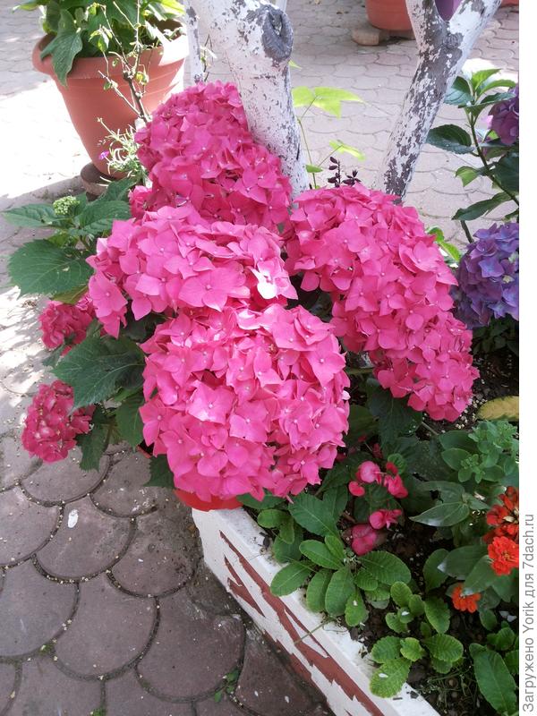 Придорожная клумба