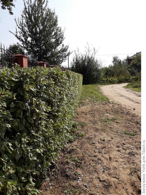 Живая изгородь из дерна