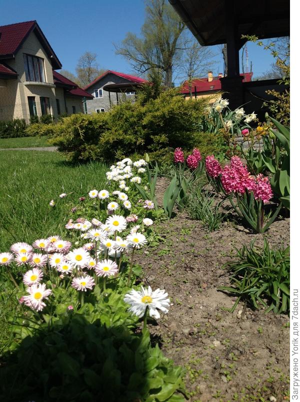 Ещё один вечноцветущий бордюр