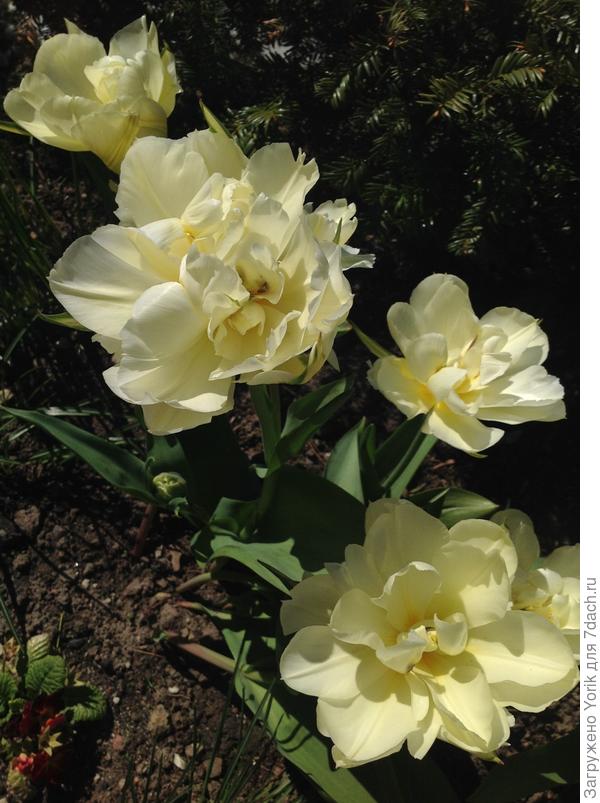 Правда есть и сорта - "моржи"