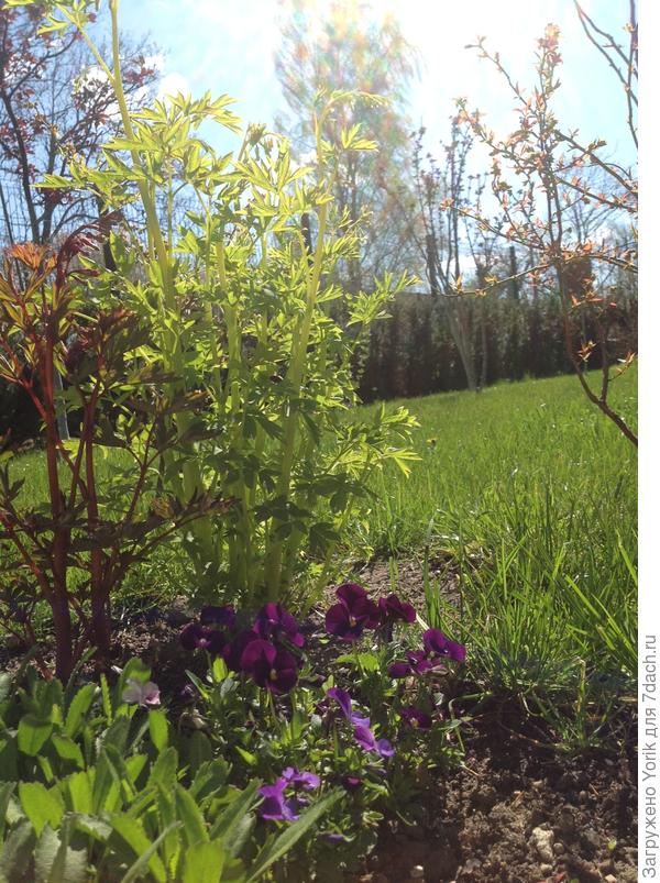 Ещё одни вечноцветущий красотки