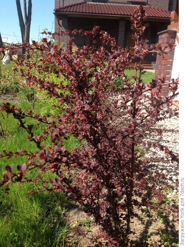 Ну и куда без мужественно - бордового барбариса