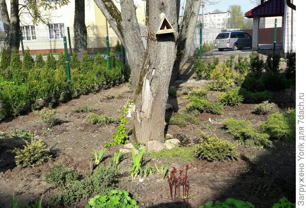 Вот такие можжевелово- тисовые "выселки"