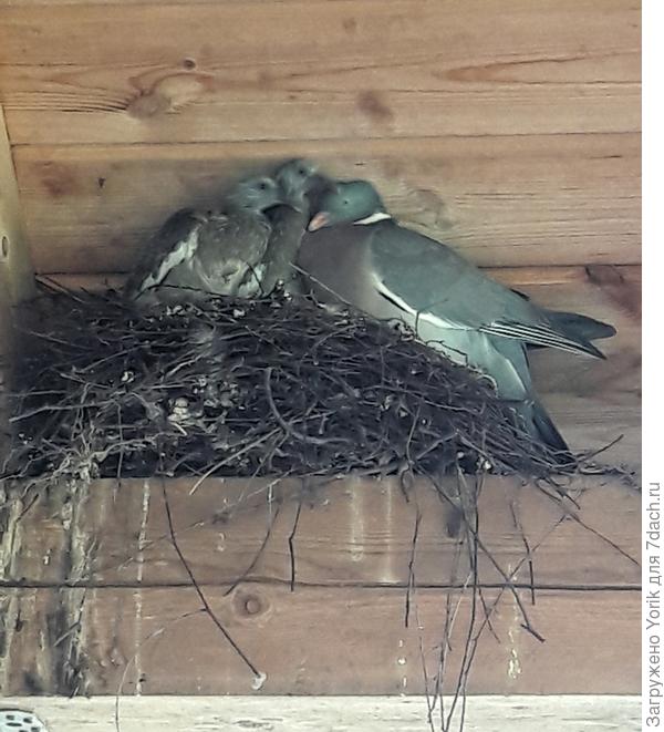 Кормежка началась