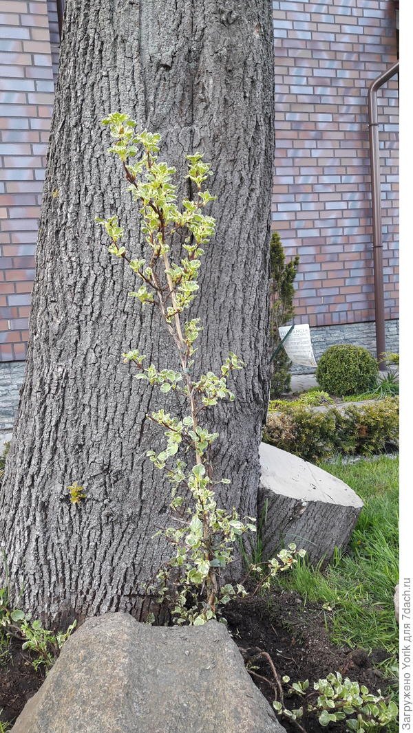 Гортензия черешковая