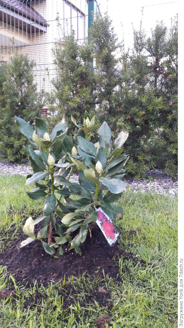 И еще один рододендрон