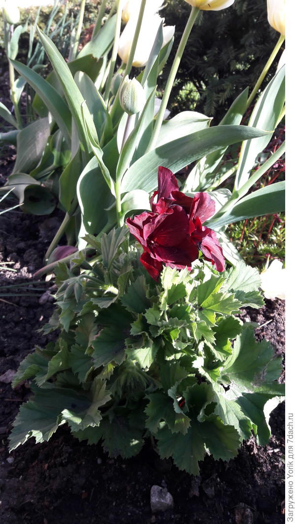 Вот такая герань,