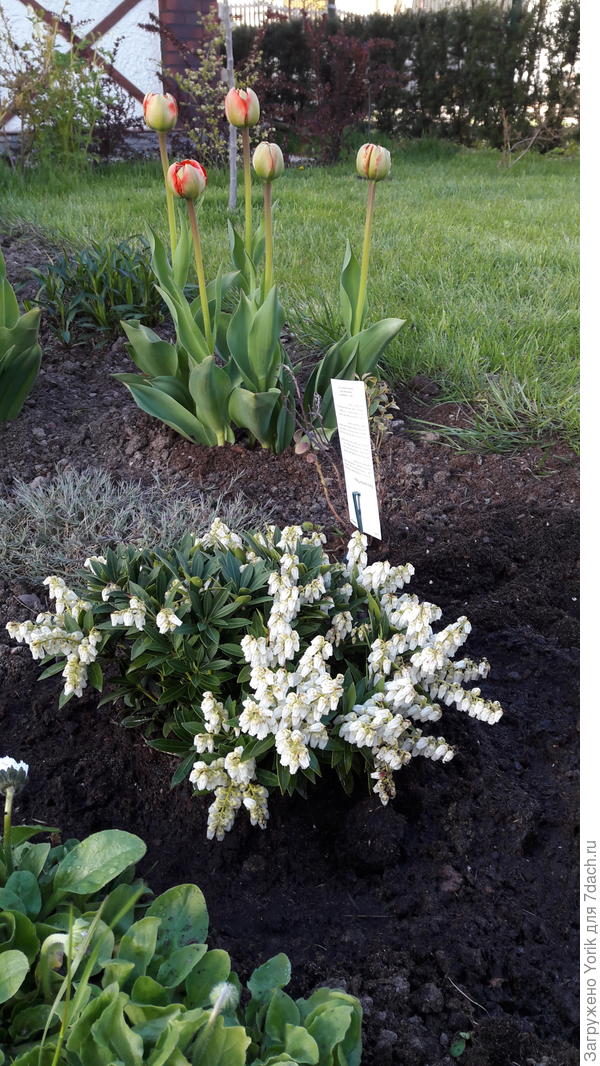 Пиерис японский