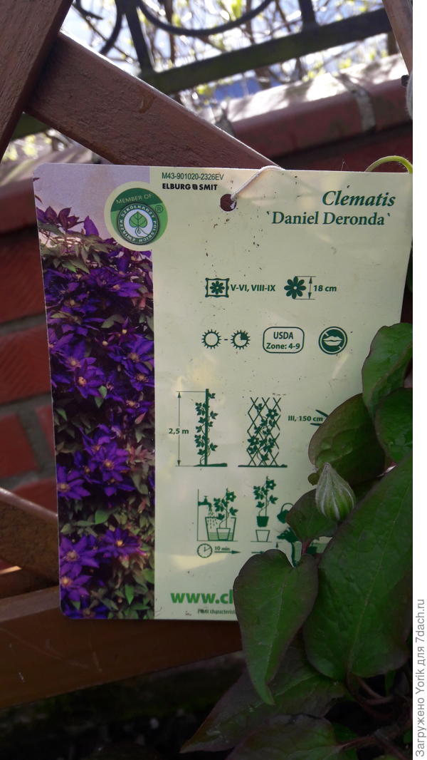 Вроде зимостойкость 4 зоны