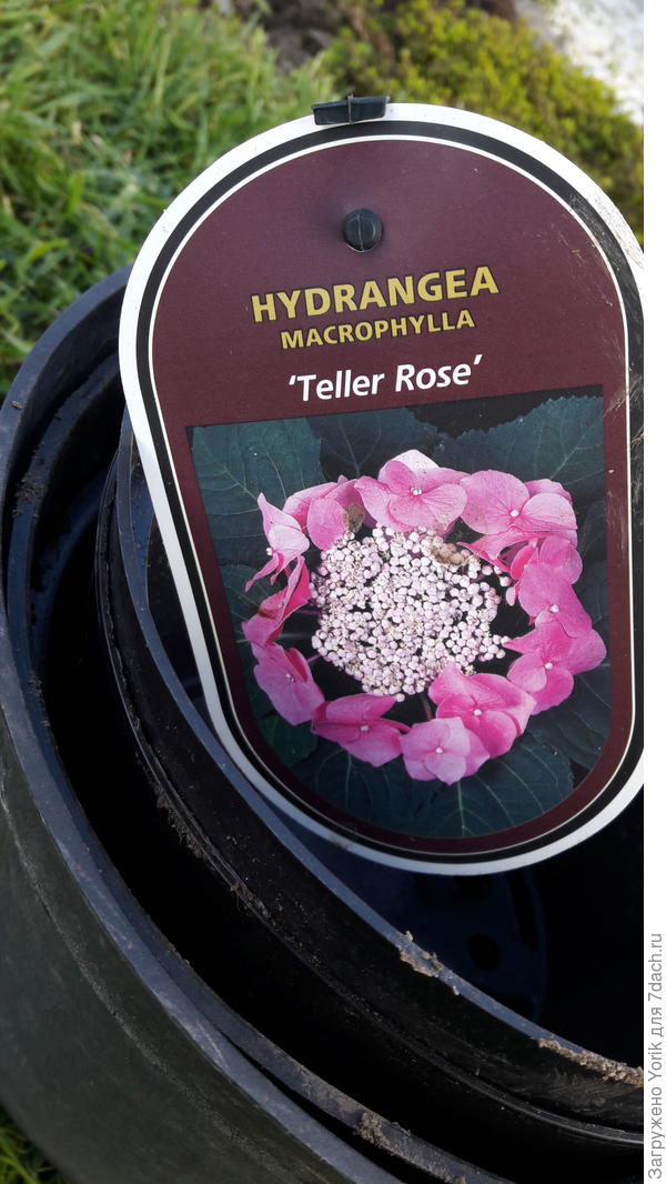 Пока только этикетка