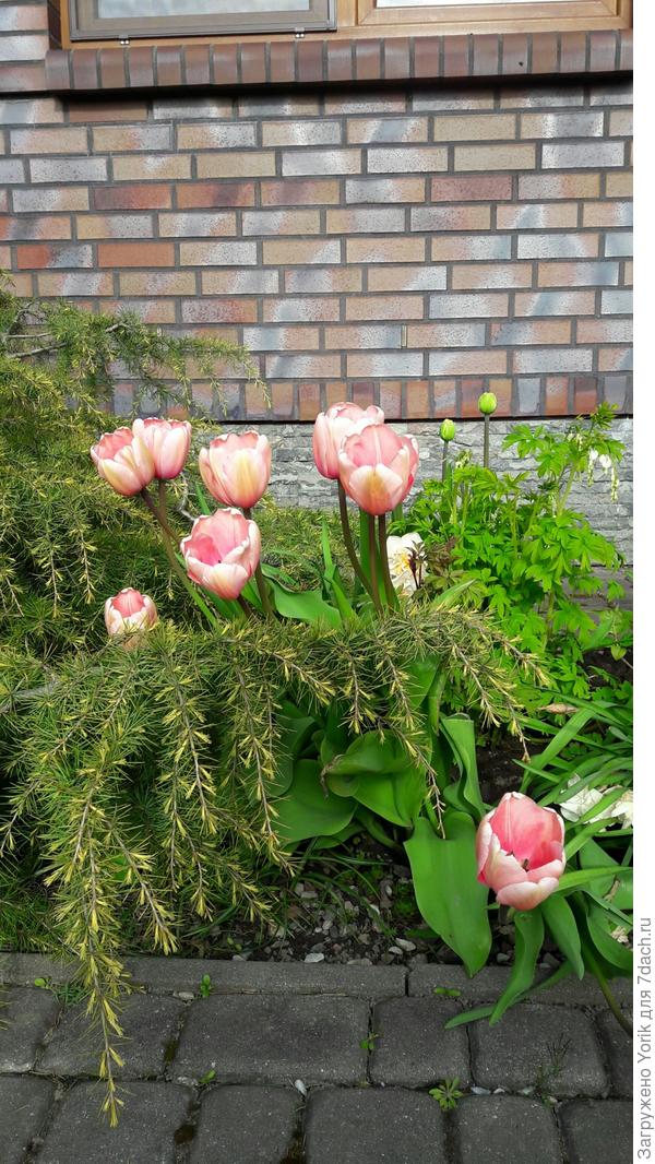 Добавилось разнообразия цвета в радугу клумб