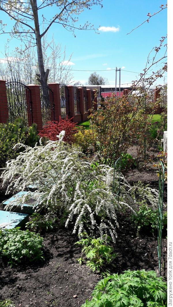 У спиреи все четко, по календарю. Весна, значит весна