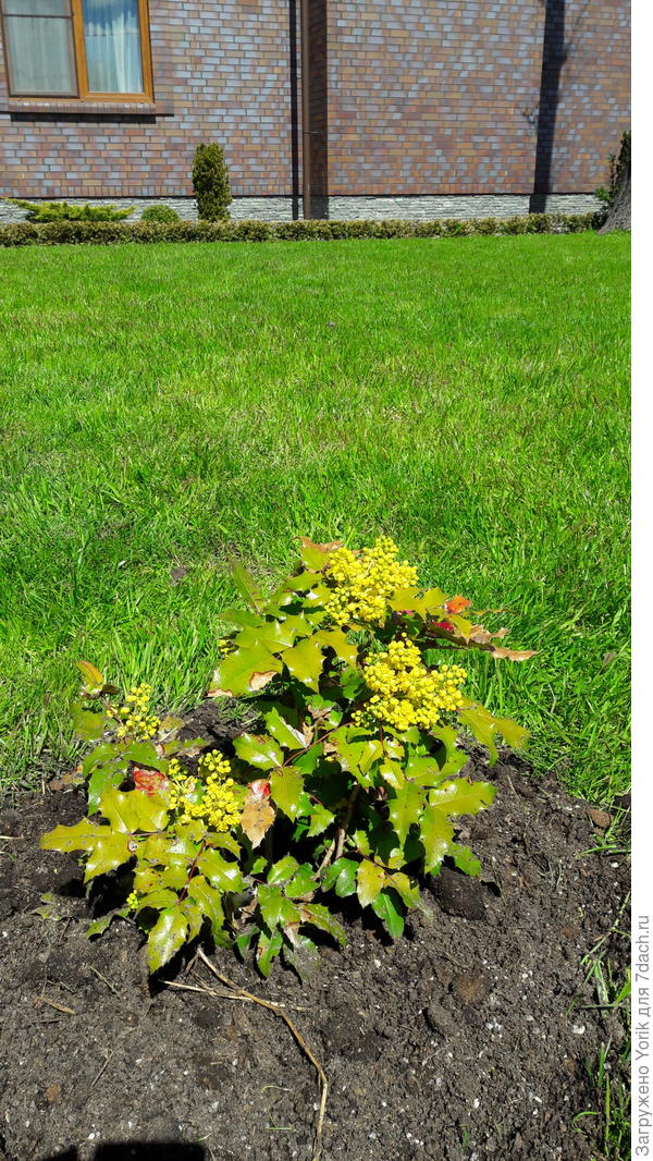 Наконец то расцвела магония