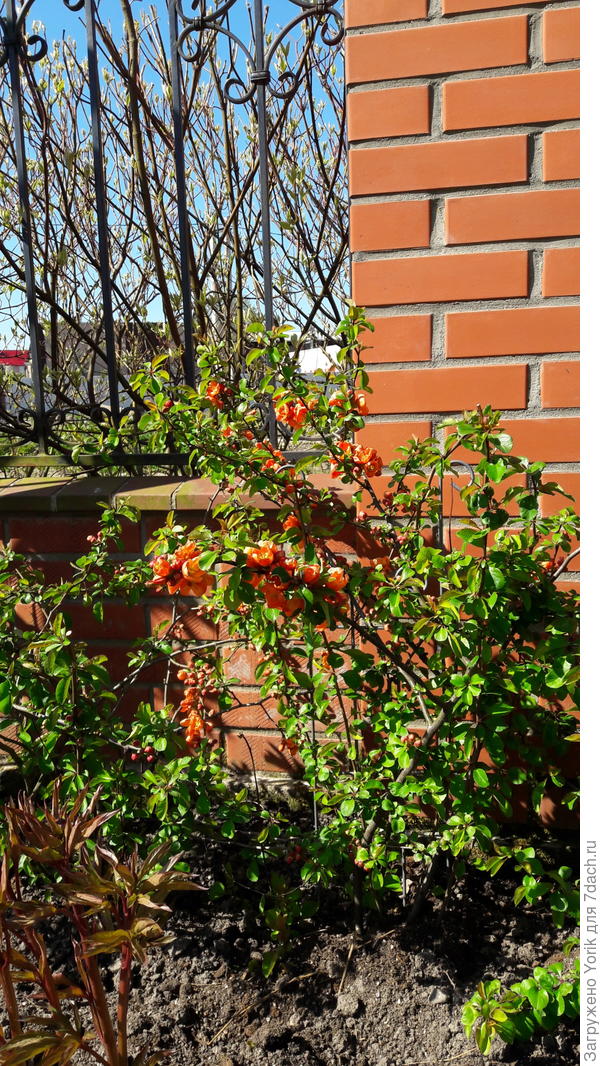 Наконец то начала цвести японская айва (запаздывает на 10 дней)