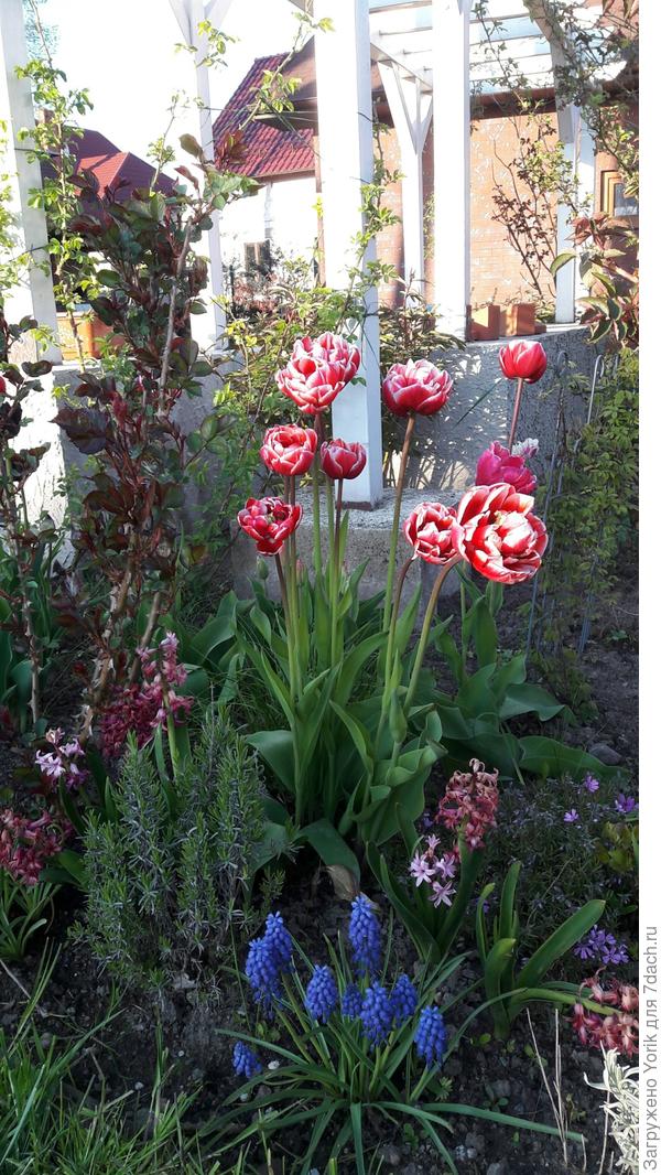 Вот такая клумба - абракадабра