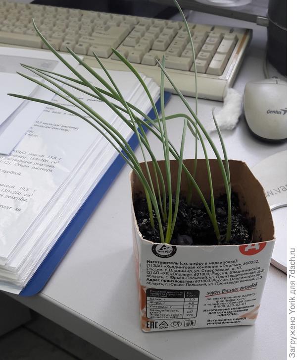 Вот в таких импровизированных горшочках сидят