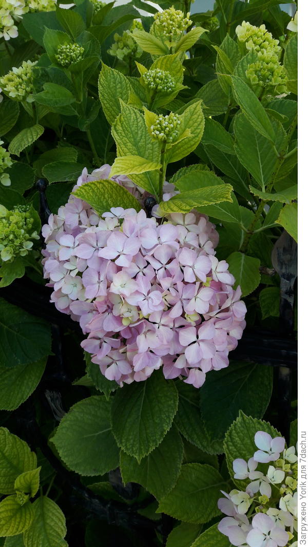 Скоро кусты покроются такими шапками цветов