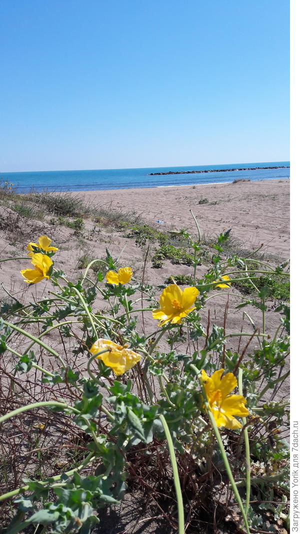 Даже колючки радуют глаз