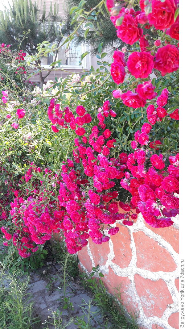 Но изгороди из роз, уже цветут и пахнут