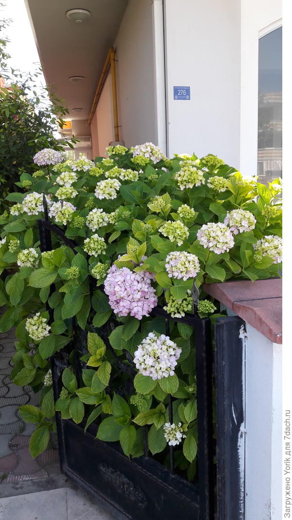 Лето и здесь запоздалое, гортензии только начинают зацветать