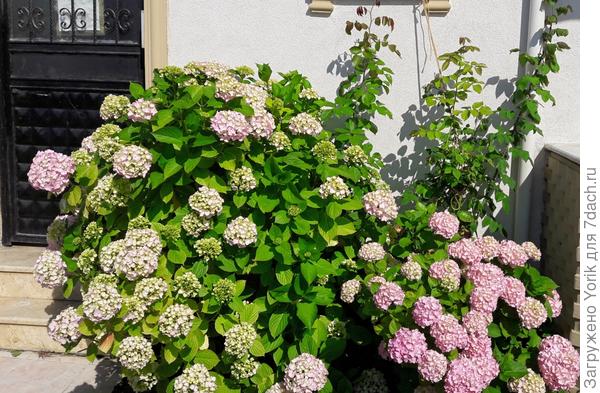 Начинается цветение