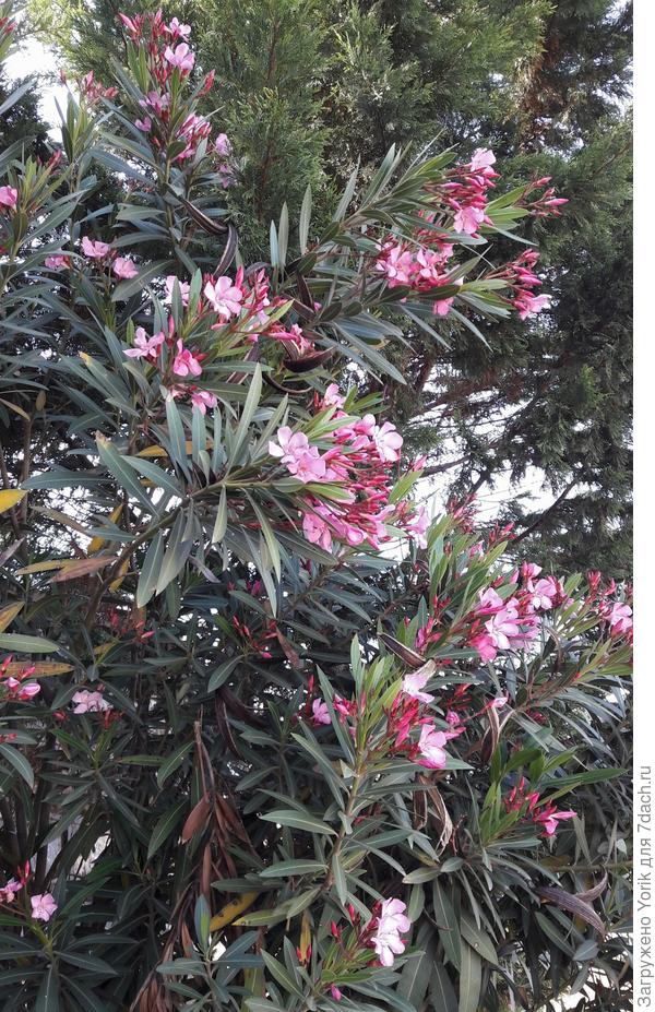 Тут олеандр вспомнил, что лето