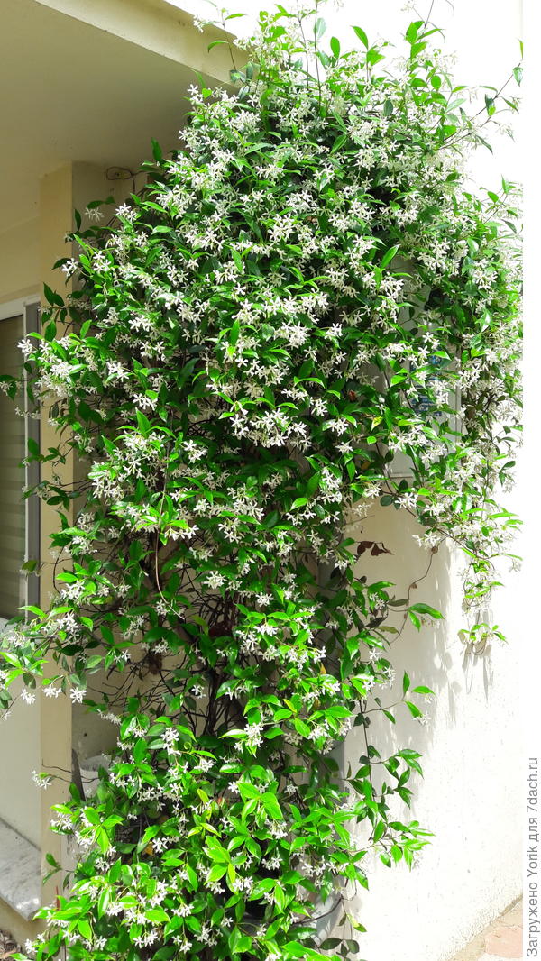 Один из благоухателей