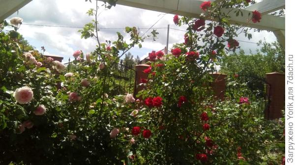 Другая часть перголы