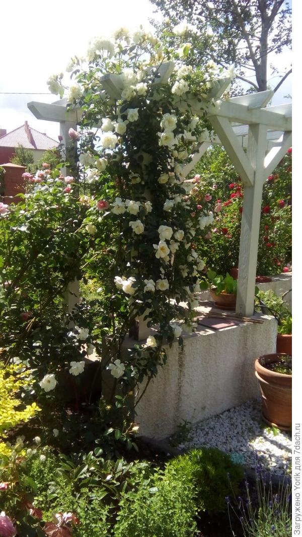 И пергола начинает приобретать  нормальный вид