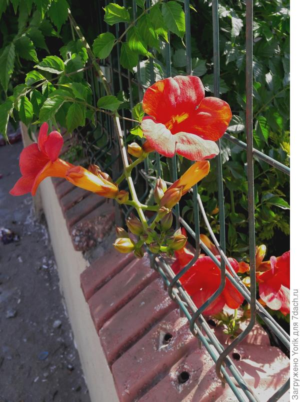 Наконец то расцвел кампсис. Припознился в этом году