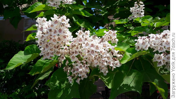 Катальпа Бигнониевидная