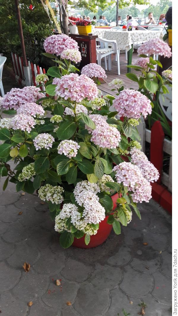 При выращивании в горшках, гортпнзия тоже чувствует себя очень непьохо