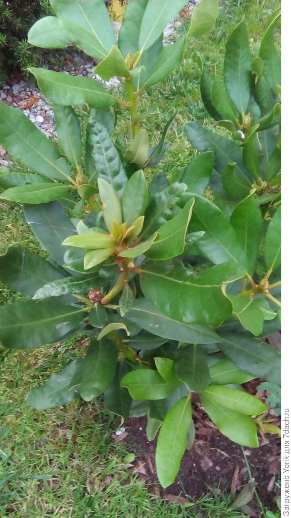 На посаженном весной рододендроне уже образуются бутоны.