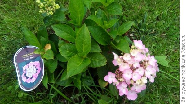 Немного отличается от той что на картинке