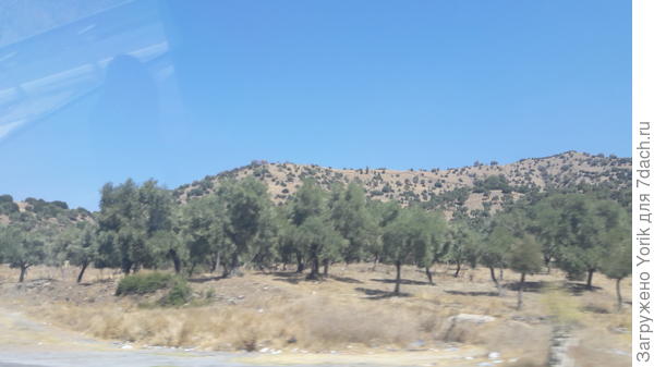 Оливковые рощи