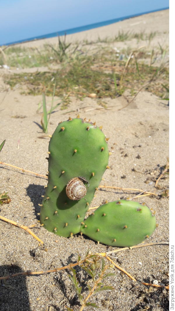 Правда как то брутально, улитка на опунции