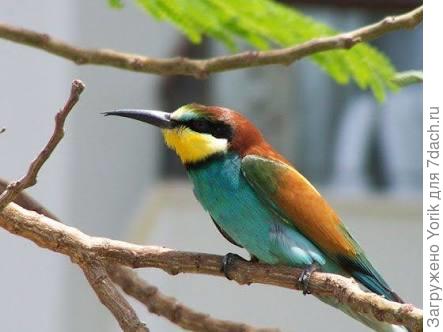 Фото с сайта &amp;quot;Природа мира&amp;quot;