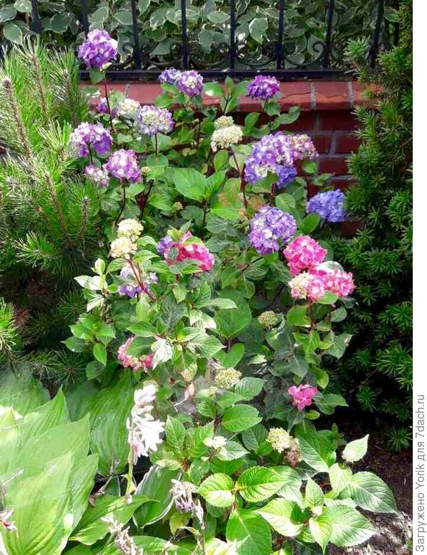 Вот пример. Засыпано на зиму прискустовое пространство торфом толщиной сантиметров 15. И все. Посажены в 2015 году.