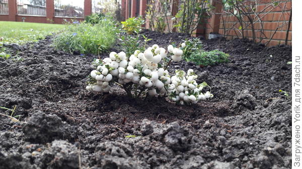 Еще один вид гаультерии