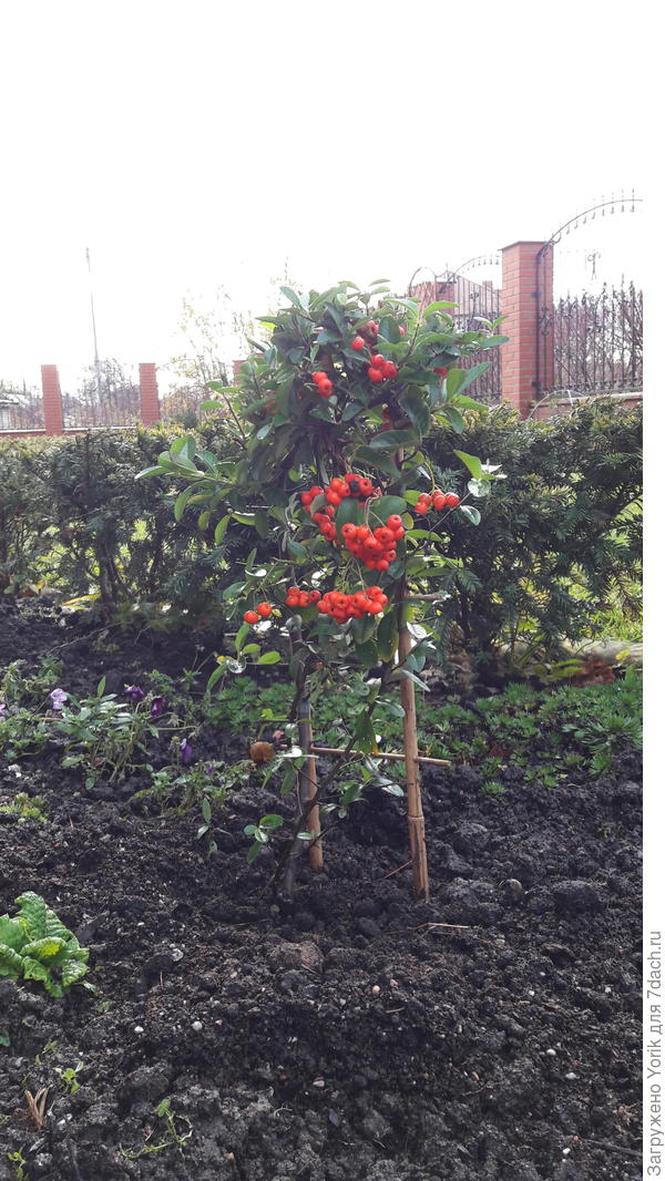 Пока то что только осенью продают