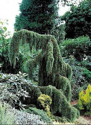 Фото из интернета