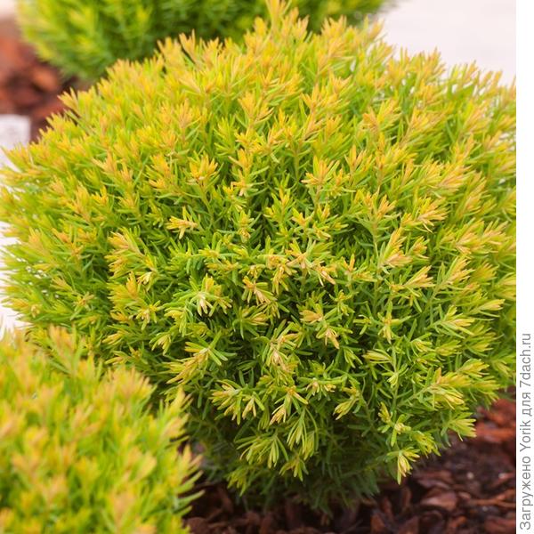 Туя западная (Thuja occidentalis) &amp;quot;Anniek&amp;quot;