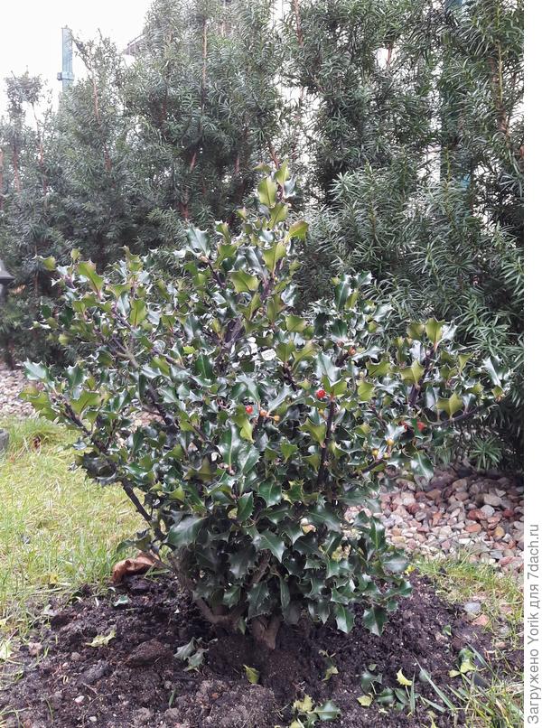 Падуб всегда выглялит радостно и празднично