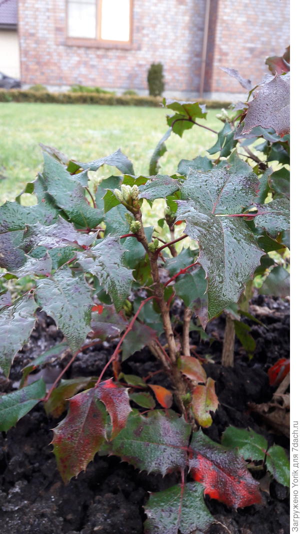 Магония, боится опоздать встретить весну.